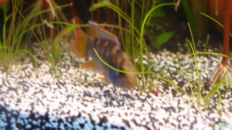 und nochmal das männchen von Poldi1981 (12)