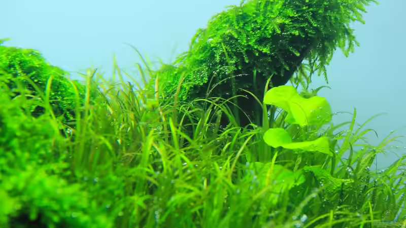 und nochmal der gleiche Ausschnitt von disco-d (20)