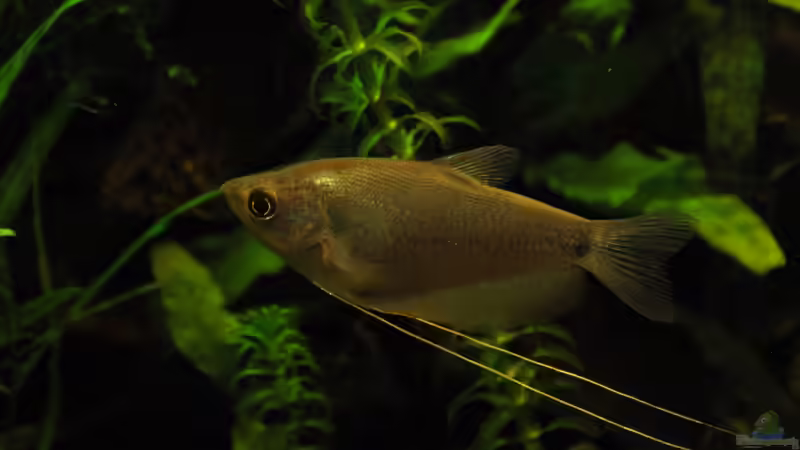 Und nochmal der große Fadi von Der Buschfisch (21)