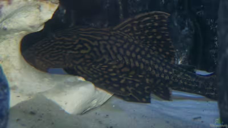 Und nochmal der L 90 von Frank Wissner (9)