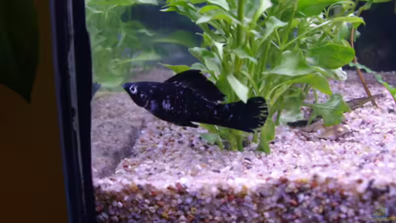 Und nochmal der Molly von Cia (17)