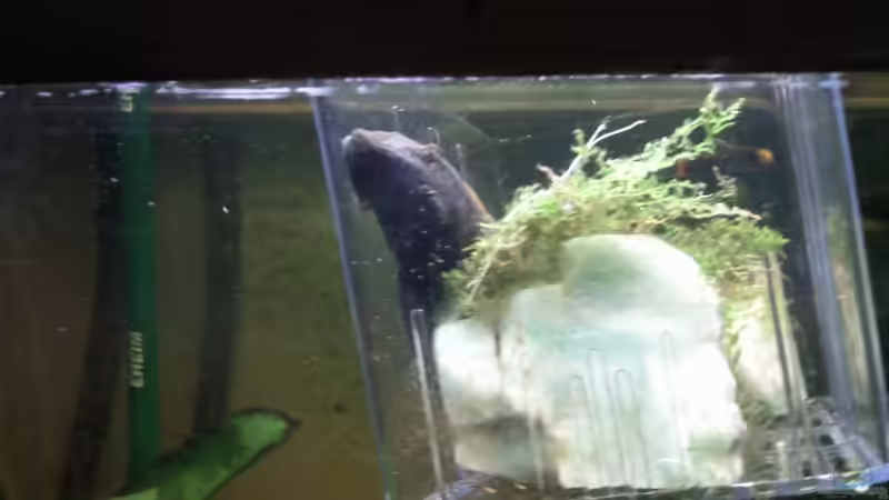 Und nochmal der neugierige Wels von mikael38 (43)