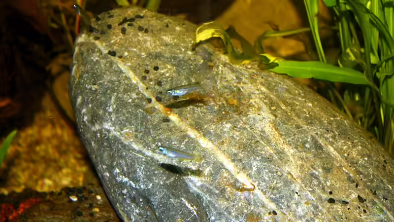 und nochmal die Kleinen... von Falk (74)