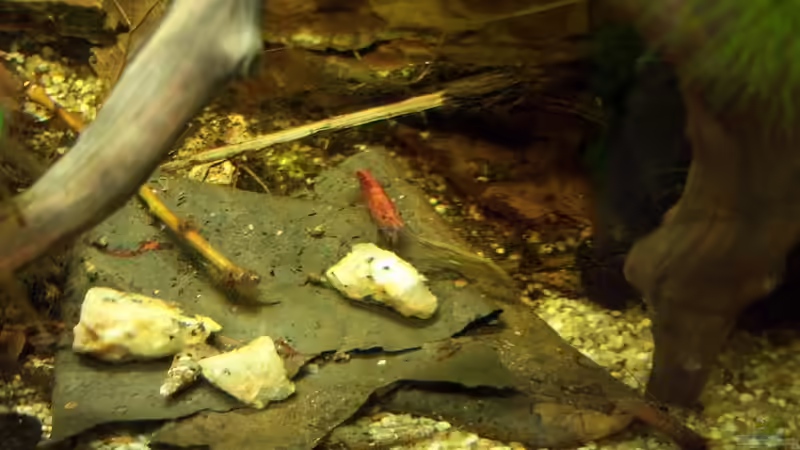 und nochmal die schöne RF - 20.03.2010 von Schratze (37)