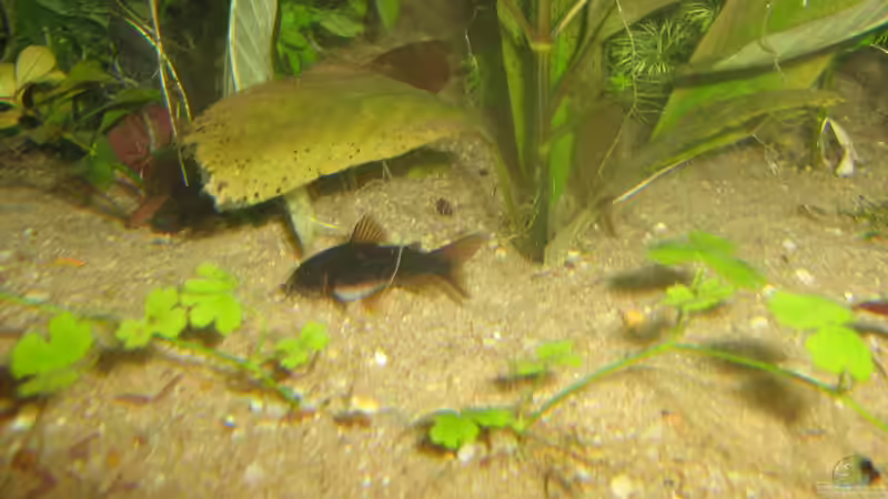 und nochmal einer von chrisi01 (37)