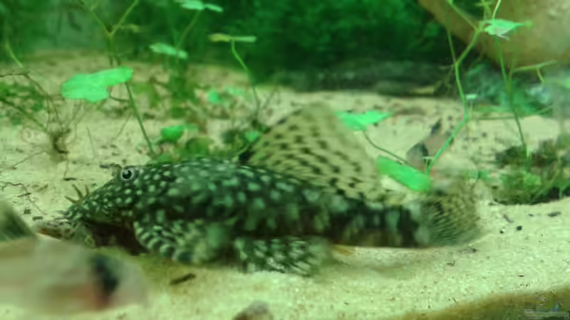 und nochmal erwischt von er1301 (38)