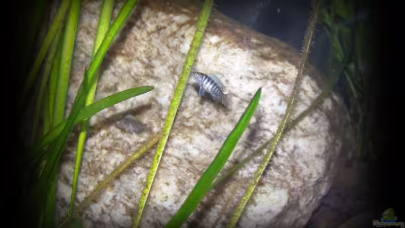 und nochmal kleine Fischlis  von nilsuwesohn (12)