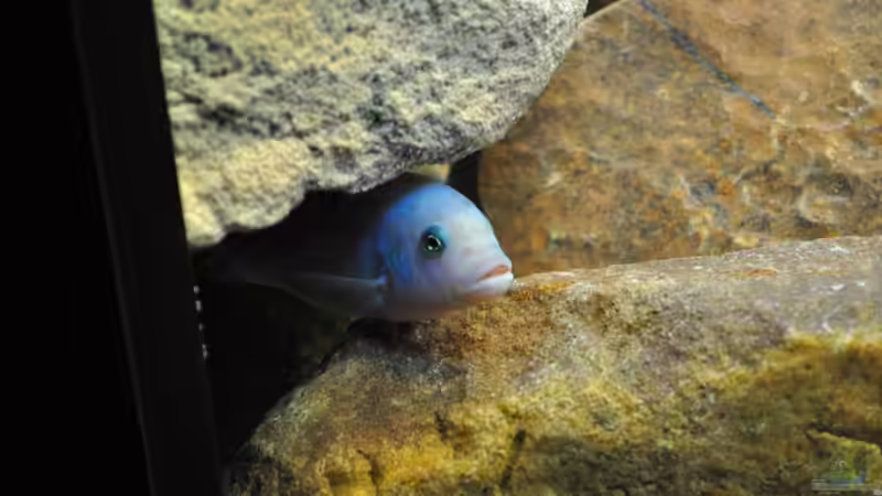 Und nochmal Metriaclima estherae red/blue Bock von Vladi (53)