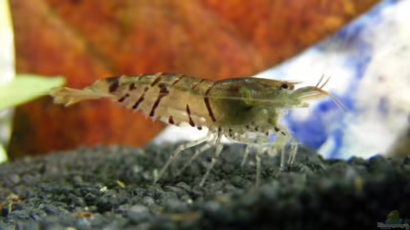 Und nochmal weils so schön war :-) von Bikini Bottom (9)