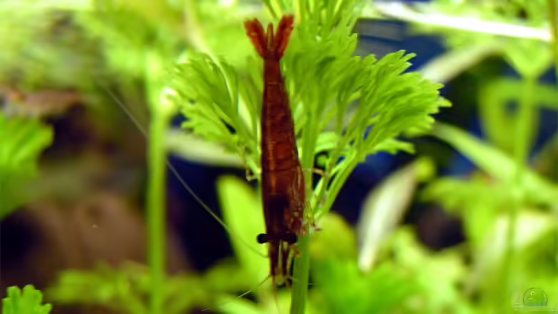 und noch`ne Red Fire Garnele. von Fossybear (55)