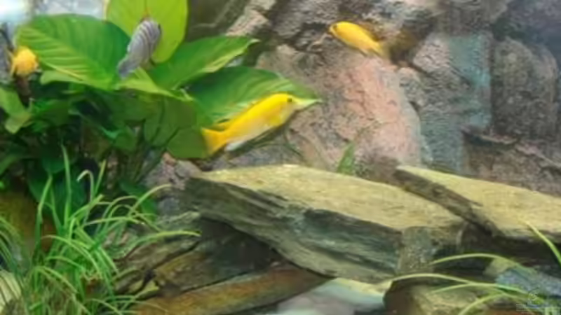 und nun mit Bewohnern von malawi74 (4)