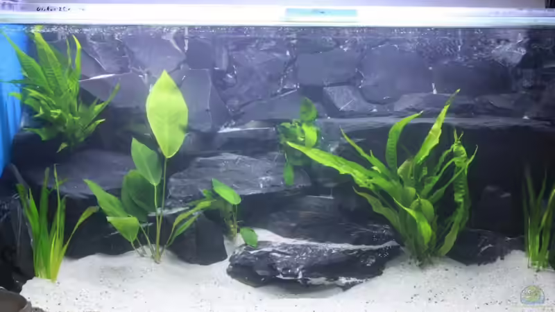 und Pflanzen  von Andy h (4)