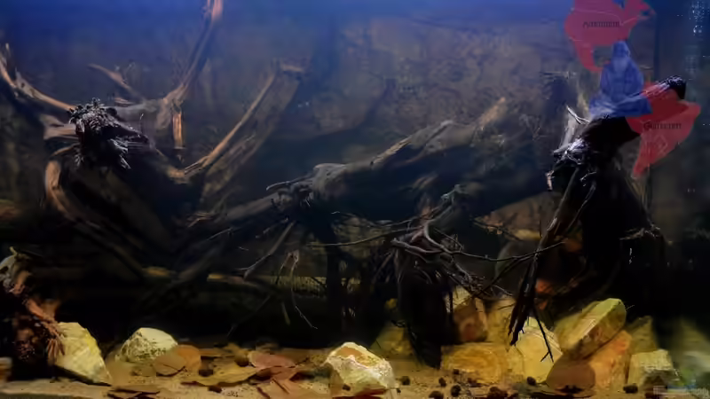 Und Rechts: Der Schwarzwassereffekt kommt auf den Fotos nicht wirklich rüber. von GGuardiaNN (5)