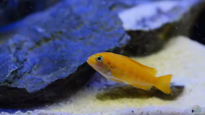 Und rein in die Strömung... von Mark Gor (10)