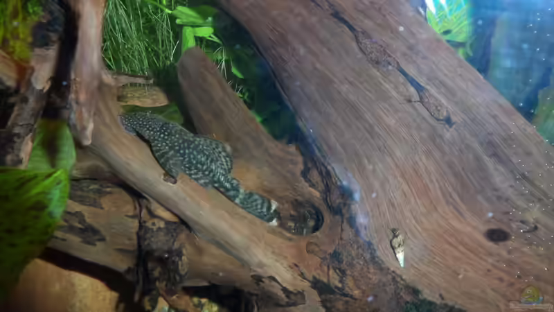 und seine Frau von S04Peter (26)