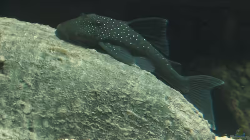 und seine L-Welse (L128) von Hubert Demonty (23)