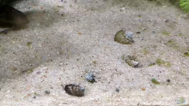 und sie beginnen sofort sich zu verbuddeln von Lily (36)