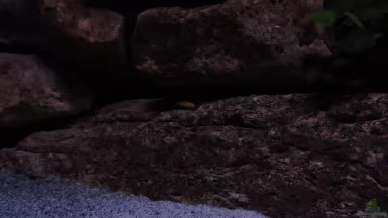 und sie werden immer frecher von aquamika (39)