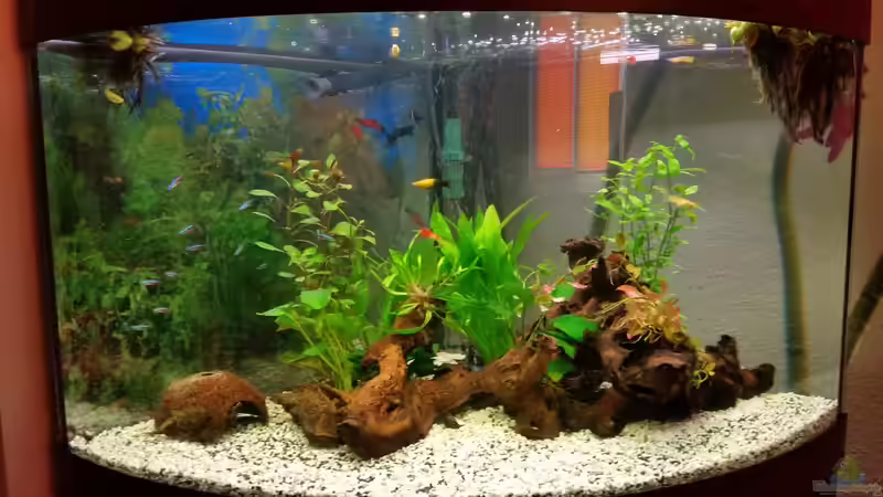 Und so fängt´s neu an von CoyoteBerlin (3)