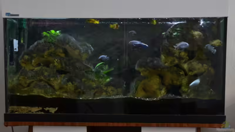 und so mit Malawis in der alten Wohnung von Mueller76 (6)