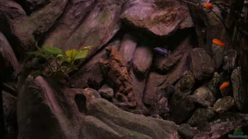 Und so sah es am 08.06.2011 aus. von Marco O. (61)