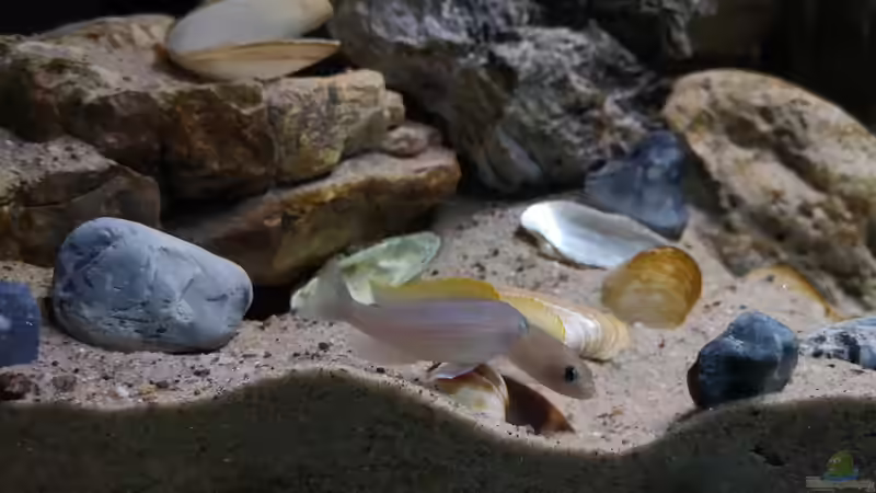 Und so sehen die Fundstücke dann im Becken aus. Generalabnahme erfolgte durch die N. caudopunctatus von Cichliden-Kabuff (14)