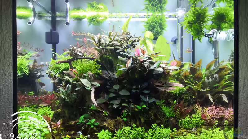 Und so sieht es jetzt aus Stand 9.4.2021 von Aquaritch (12)