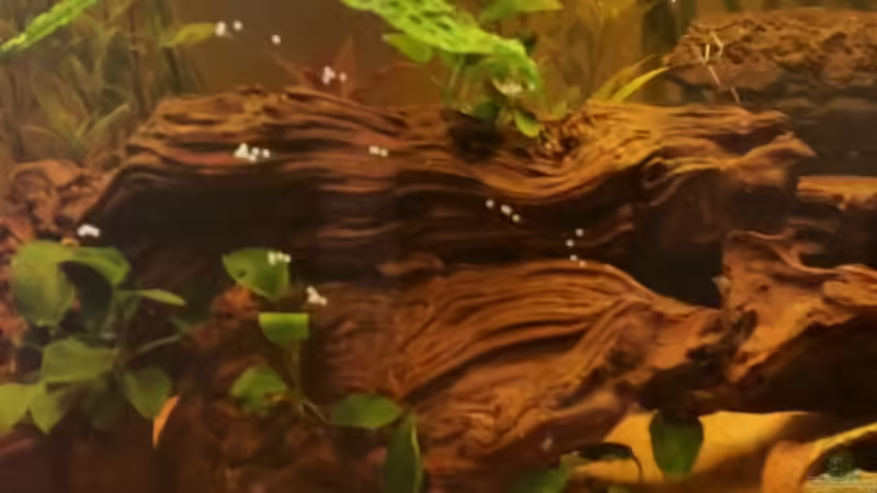 und so sieht jetzt die Frontscheibe aus. Natürlich sind im ganzen Becken Eier verteilt. von SvenDerGroße (27)