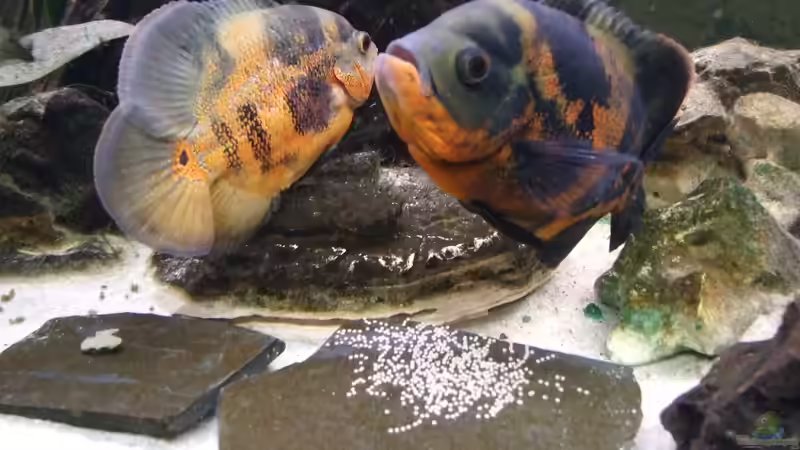 Und sogar Laich abgelegt von Norbert Diessl (4)