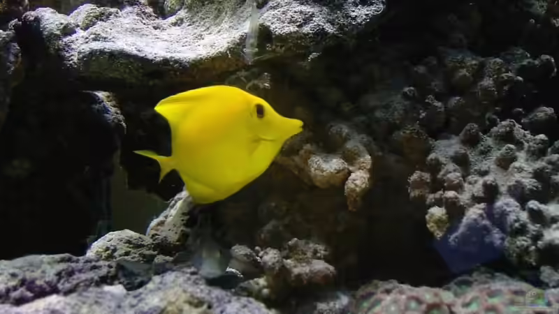 und weil er so schön ist noch einmal :-) von René Geisler (19)