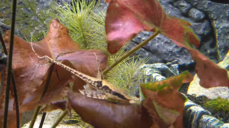 Und weil er so schön ist noch einmal von AdrianSoS (29)