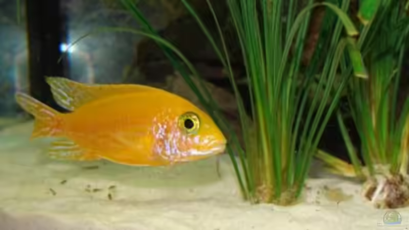 und weils so schön war - nochmal von malawi74 (37)