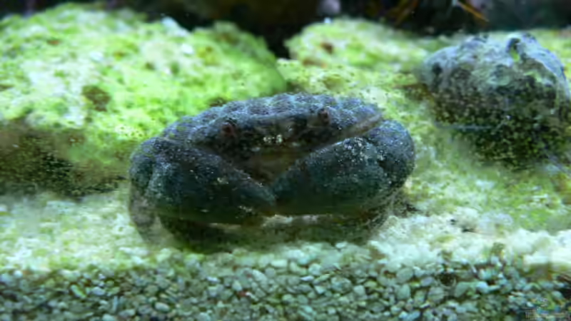 Und wenn sie auch keiner mag, ich liebe sie, meine Rundkrabbe und füttere sie auch von Zapfenmanderl (19)