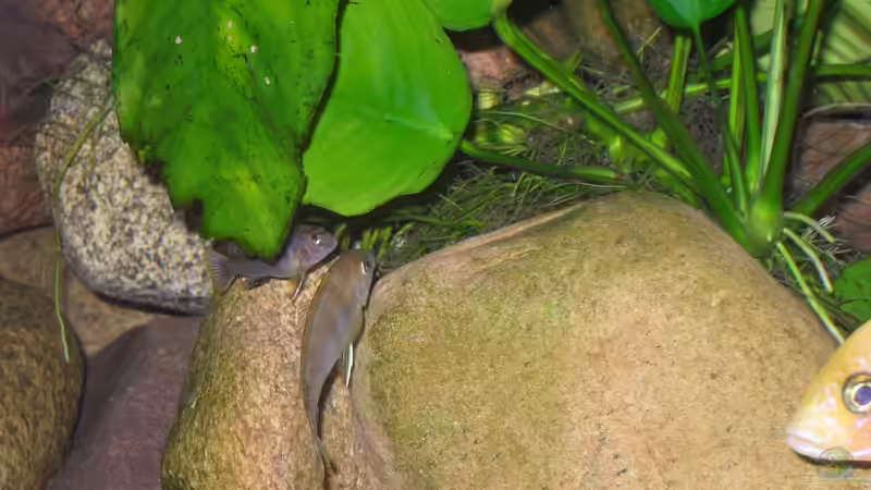 Und? Wer hat Vorfahrt? (Labidochromis hongi u. Gephyrochromis moori) von delphin (17)