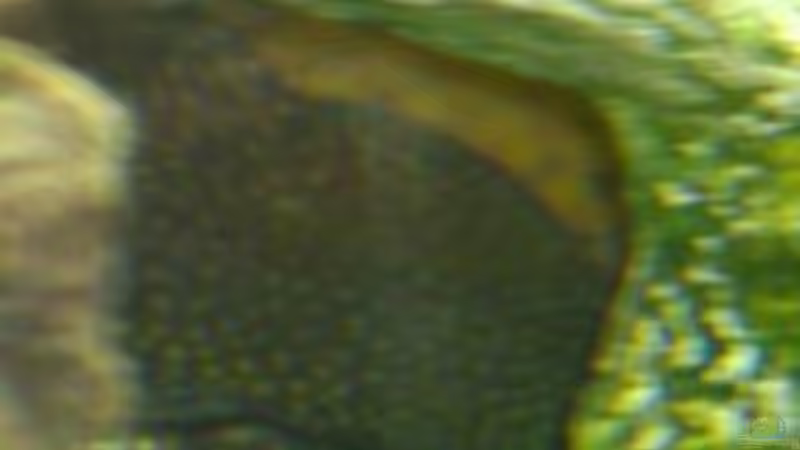 Und wie man an der Rückwand der Höhle sieht hat er wieder ganze Arbeit geleistet von Stephan Groß (31)