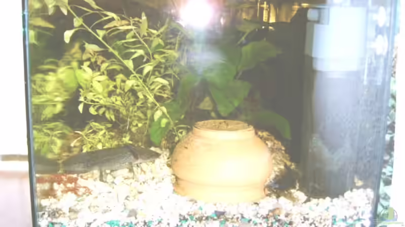 UND WIEDER EIN AXOLOT ;o) von Emmy Bergmann (15)