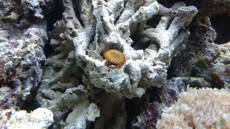 und wieder ein neuer Ableger... dahinter auch kleine Krustenanemonen entdeckt... von Truthahnmann (55)
