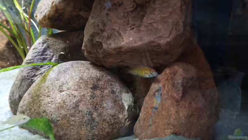 Und zwei Tage später wird er wieder bunter... von MbunaTowers (7)