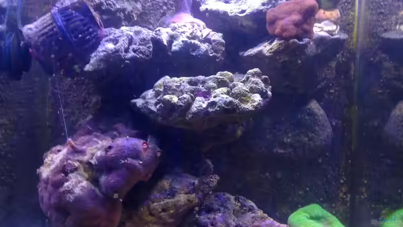 und zwischendrin nach ca. 8 Mon. von Lukas23 (4)