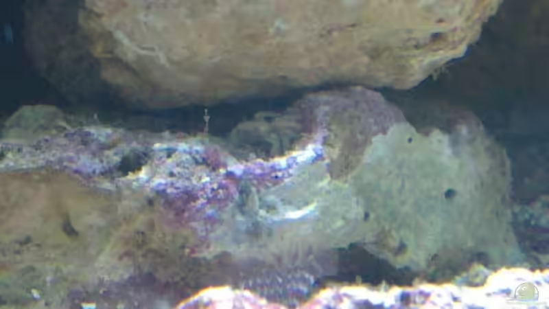 Undefenierbare kleine Krabbe von Gernold (10)