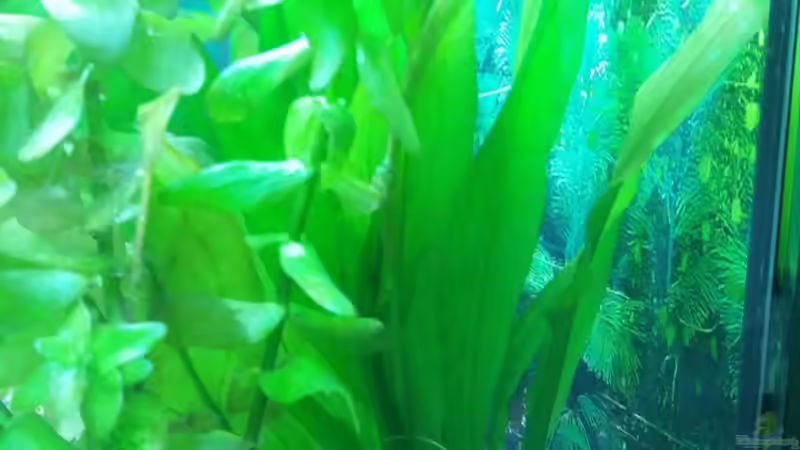 undefinierte Pflanze von Ricardo1198 (5)