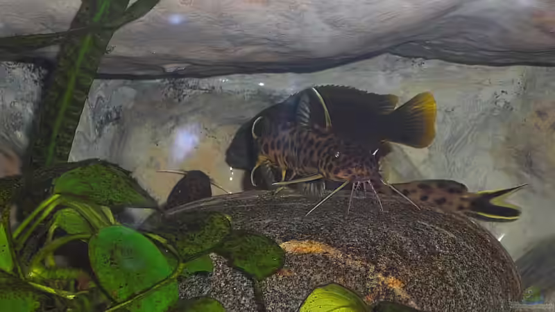 Underground 1 von Malawi TOM (55)