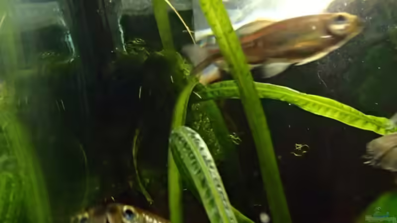 Underwaterlove <3 von Pflanzennarr (57)