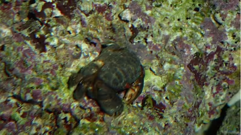 Ungebetener Gast (Rundkrabbe) noch auf freiem Fuss von OldFriend (31)