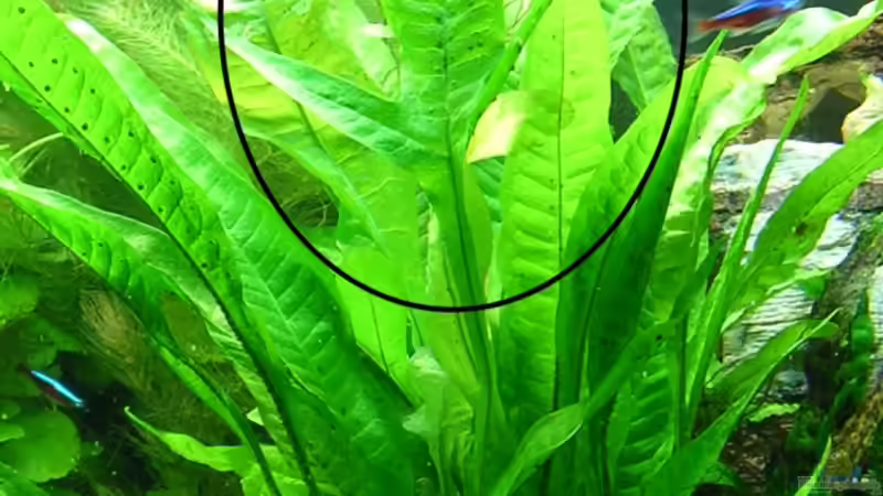 ungewöhnliches, einzelnes Blatt einer Microsorium pteropus von Christian Grunwald (33)