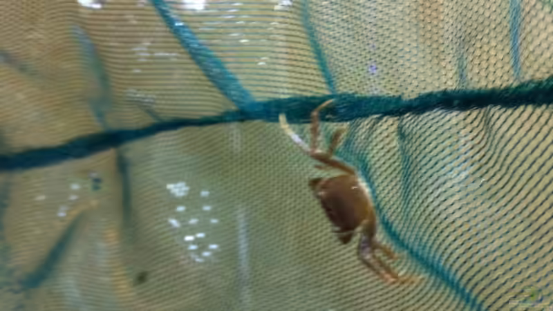 ´ungewollter´ Nachwuchs vom Weibchen aus dem alten Becken von Dynnarts (53)