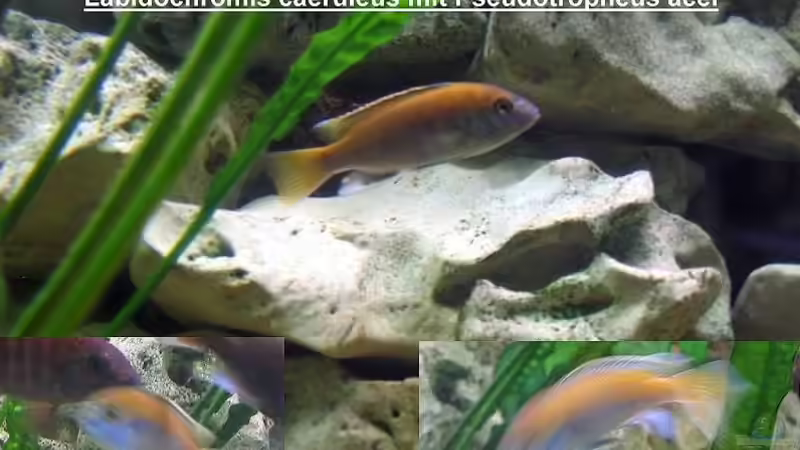 Ungewolte Zucht von damals  von Ricardo Kisker (17)