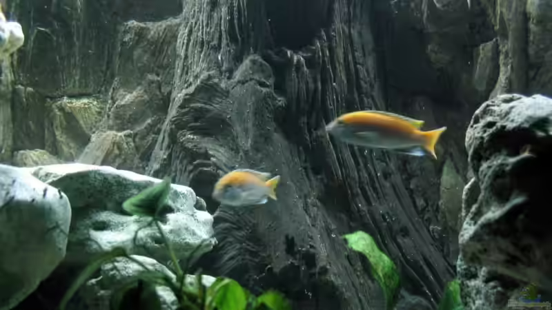 Ungewolte Zucht von damals  von Ricardo Kisker (22)