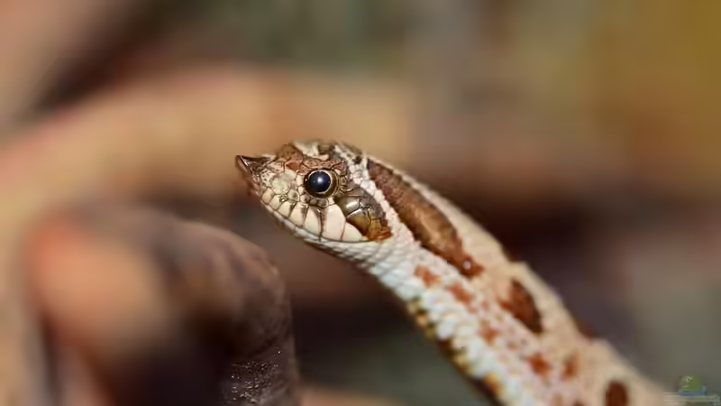 Ungiftige Schlangen für Anfänger - Der Leitfaden für einen sicheren und erfolgreichen Einstieg in die Terraristik
