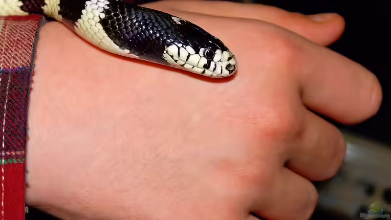 Ungiftige Schlangen für Anfänger - Der Leitfaden für einen sicheren und erfolgreichen Einstieg in die Terraristik